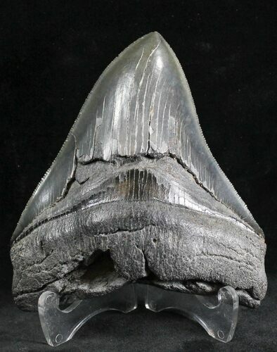 Serrated Megalodon Tooth - South Carolina #28470
